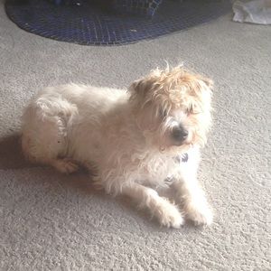 Meet your Posher, Ferrol